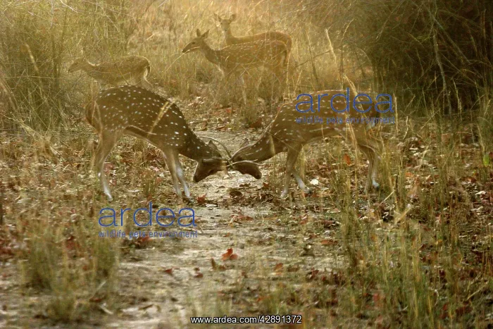 : Chital / Spotted Deer - Two in headlock, with others behind : Chital / Spotted Deer - Two in headlock, with others behind