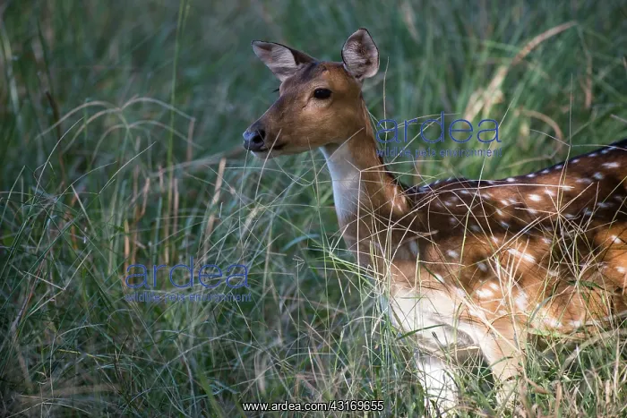 : Chital / spotted deer in long grasses : Chital / spotted deer in long grasses