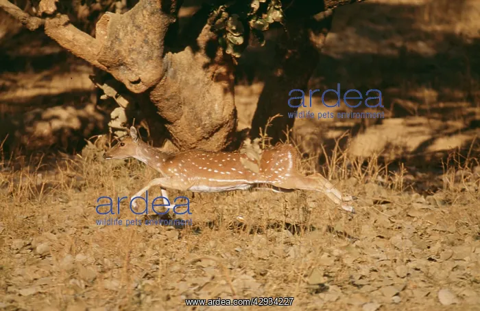 : CHITAL / SPOTTED DEER - runs : CHITAL / SPOTTED DEER - runs