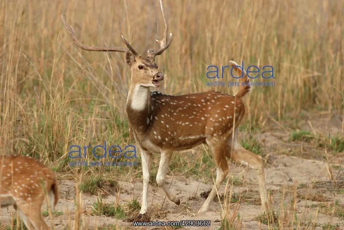 : Chital / Spotted Deer - stag calling : Chital / Spotted Deer - stag calling