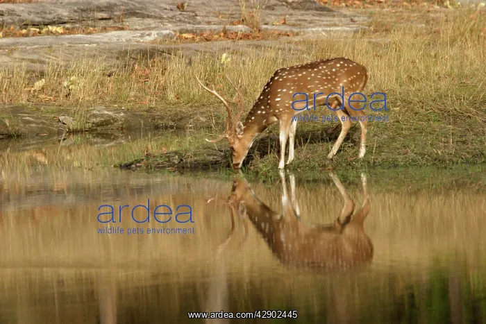 : Chital / Spotted Deer - stag drinking at water : Chital / Spotted Deer - stag drinking at water