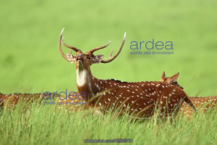 : Chital / Spotted Deer - vocalising / alarm call : Chital / Spotted Deer - vocalising / alarm call