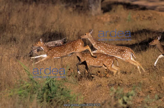 : Chital / Spotted Deers - leaping : Chital / Spotted Deers - leaping