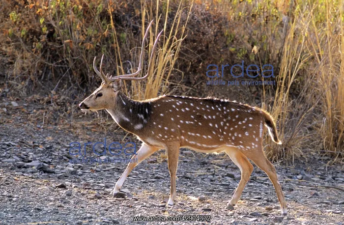 : Chital Stag : Chital Stag