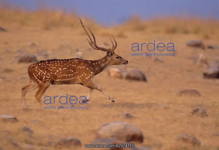 : Chital Stag - on the move : Chital Stag - on the move