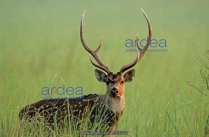 : Chital stag : Chital stag