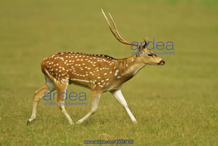 : Chital stag : Chital stag