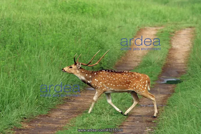 : Chital Stag crossing the track, Corbett : Chital Stag crossing the track, Corbett