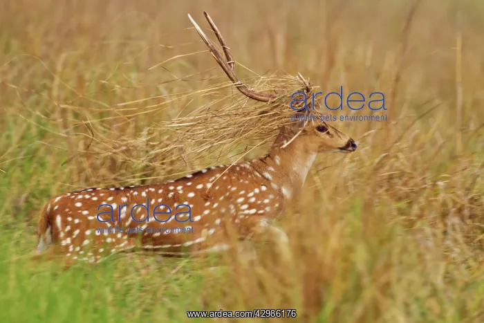: Chital Stag - dressed as a groom looking for : Chital Stag - dressed as a groom looking for