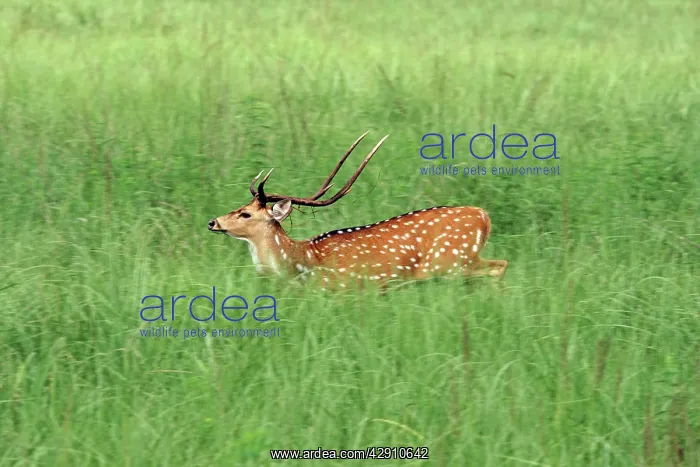 : Chital stag in the grassland : Chital stag in the grassland