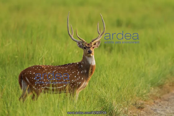 : Chital Stag - in green meadow. Corbett National : Chital Stag - in green meadow. Corbett National