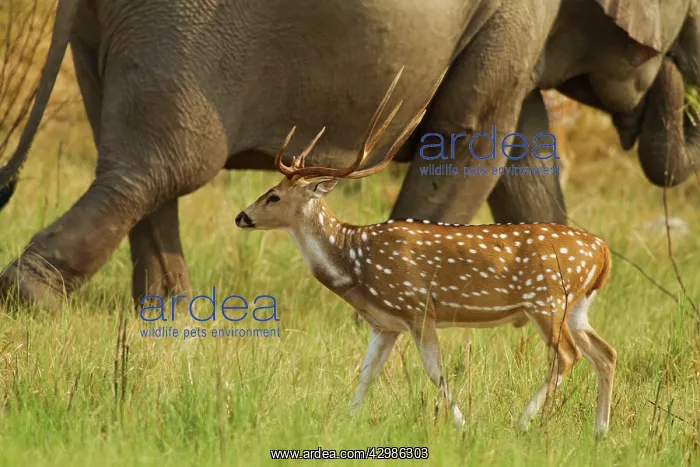 : Chital Stag - with Indian Elephant in background : Chital Stag - with Indian Elephant in background