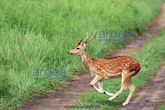 : Chital stag on the jungle track : Chital stag on the jungle track