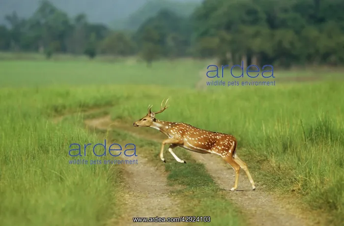 : Chital stag - leaping : Chital stag - leaping