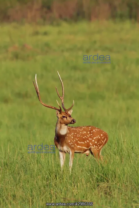 : Chital Stag - in meadow. Corbett National Park : Chital Stag - in meadow. Corbett National Park