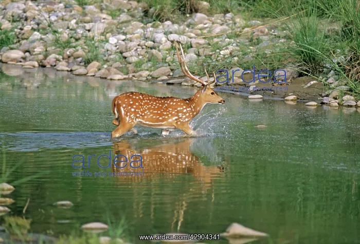  : Chital Stag - in river Ramganga