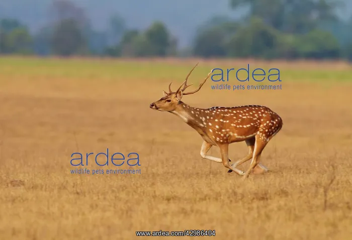 : Chital Stag - running. Corbett National Park : Chital Stag - running. Corbett National Park