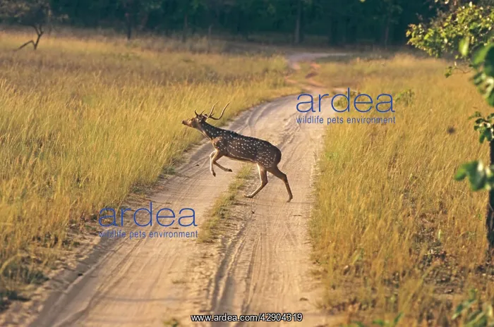 : Chital - Stag running / leaping across track : Chital - Stag running / leaping across track