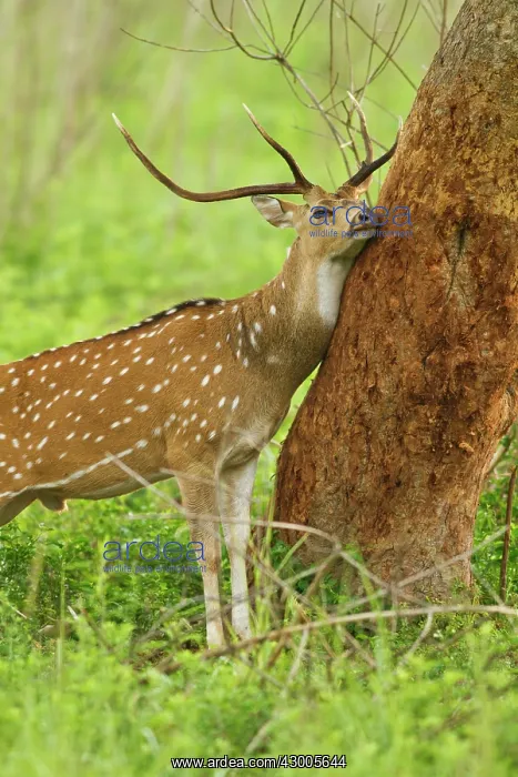 : Chital stag sharpening antlers against tree : Chital stag sharpening antlers against tree