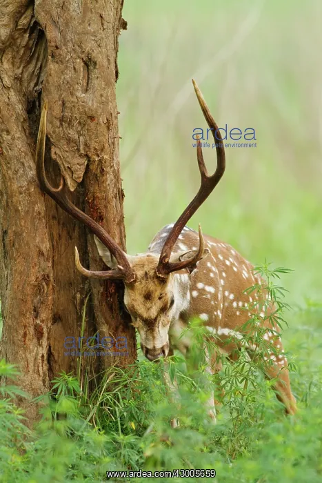 : Chital stag sharpening antlers against tree : Chital stag sharpening antlers against tree