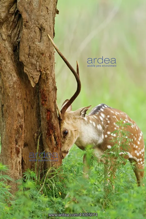 : Chital stag sharpening antlers against tree : Chital stag sharpening antlers against tree