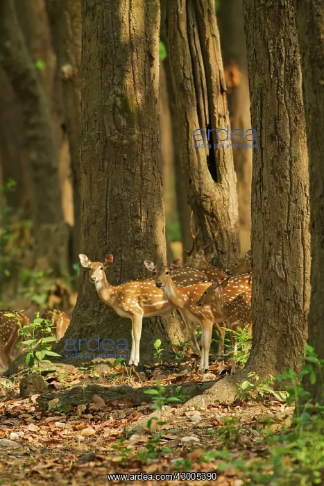 : Chitals Sal Forest, Corbett National Park, India : Chitals Sal Forest, Corbett National Park, India
