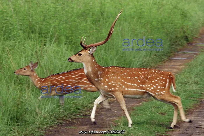  : Chitals crossing the track, Corbett National