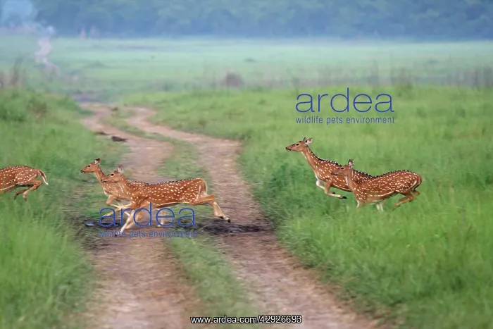 : Chitals runing across grassland : Chitals runing across grassland