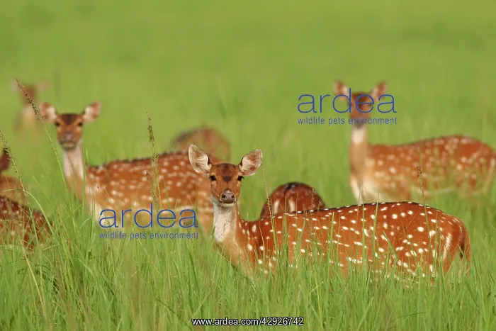 : Chitals / Spotted deer - in grassland : Chitals / Spotted deer - in grassland