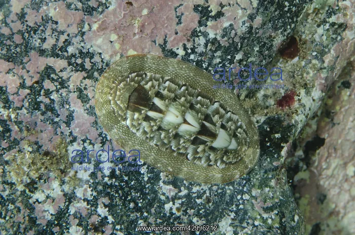 : Chiton - aka Sea Cradle on rock - Lone Tree dive : Chiton - aka Sea Cradle on rock - Lone Tree dive