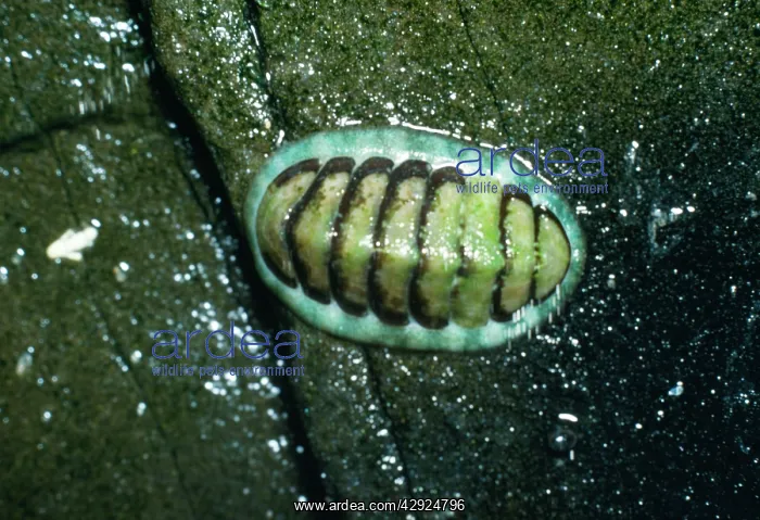  : Chiton  /  Coat of Mail Shell