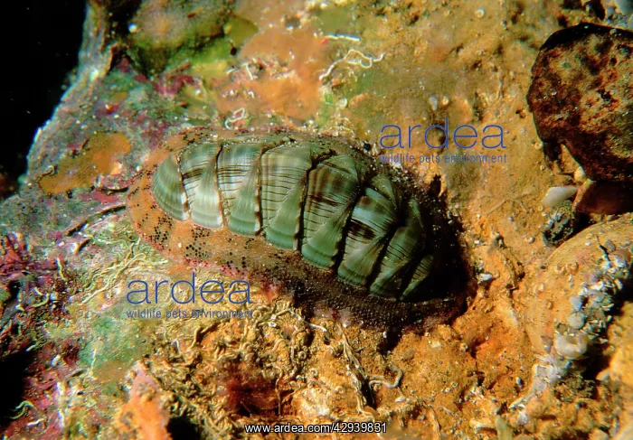 : Chiton, commonly found under rocks : Chiton, commonly found under rocks