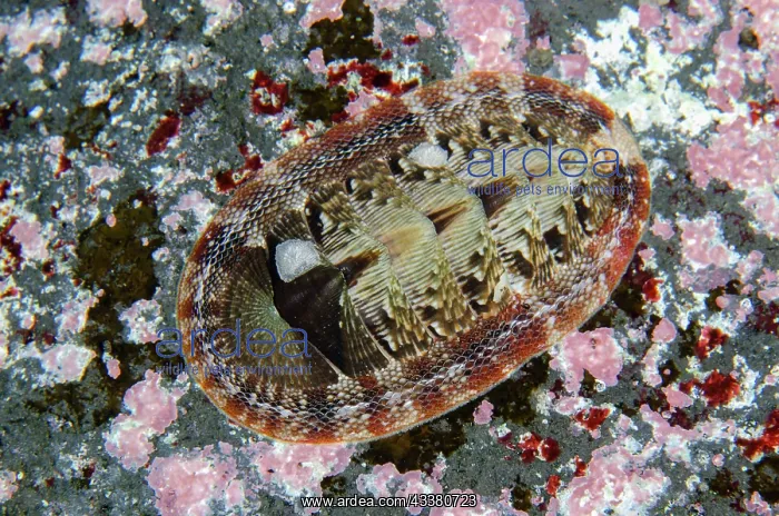 : Chiton on rock - Wreck Dropoff Dive Site, Tulamben : Chiton on rock - Wreck Dropoff Dive Site, Tulamben