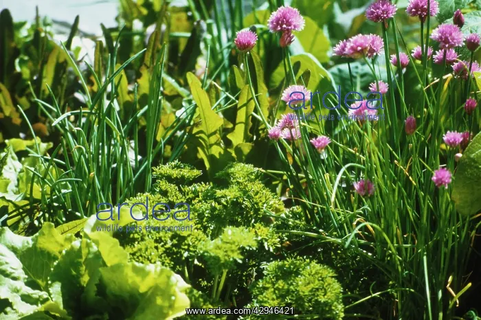 : Chive, Allium schoenoprasum : Chive, Allium schoenoprasum