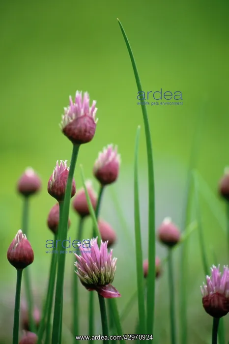 : Chive, Allium schoenoprasum : Chive, Allium schoenoprasum