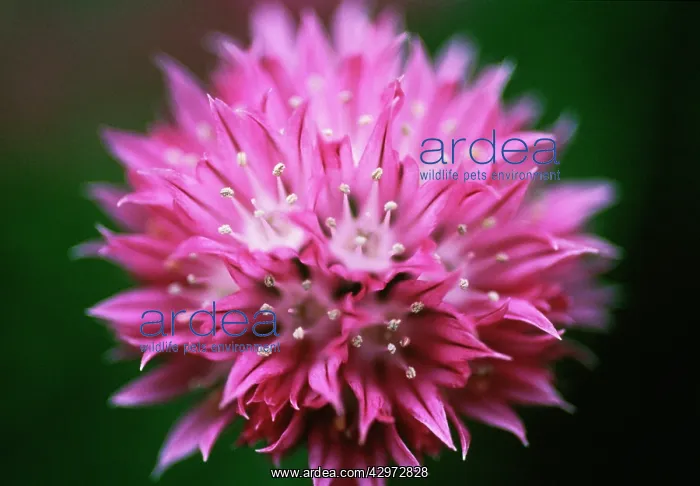 : Chive, Allium schoenoprasum : Chive, Allium schoenoprasum