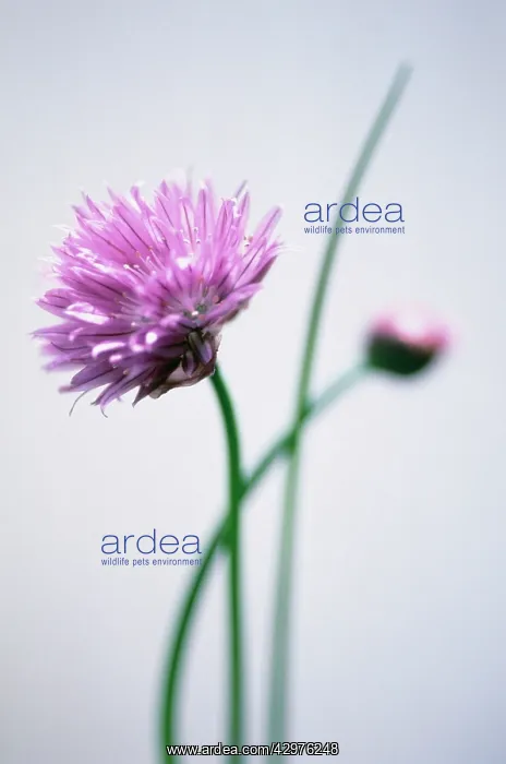 : Chive, Allium schoenoprasum : Chive, Allium schoenoprasum