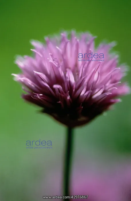 : Chive, Allium schoenoprasum : Chive, Allium schoenoprasum