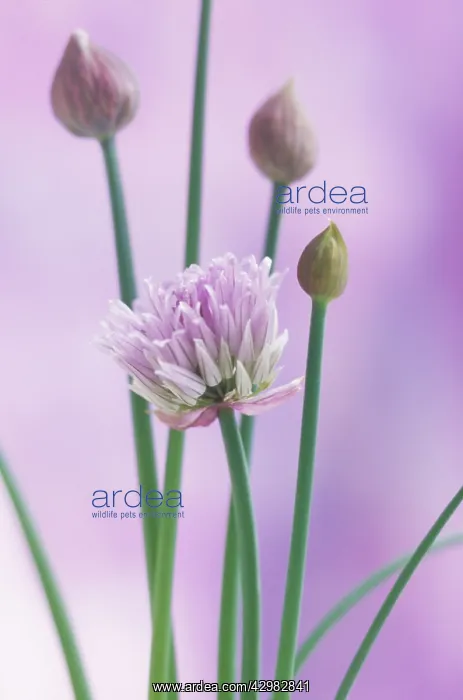 : Chive, Allium schoenoprasum : Chive, Allium schoenoprasum