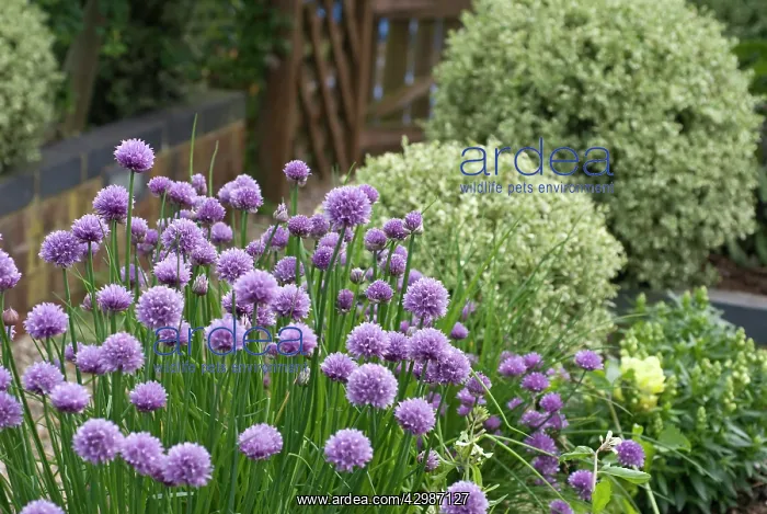 : Chive, Allium schoenoprasum : Chive, Allium schoenoprasum