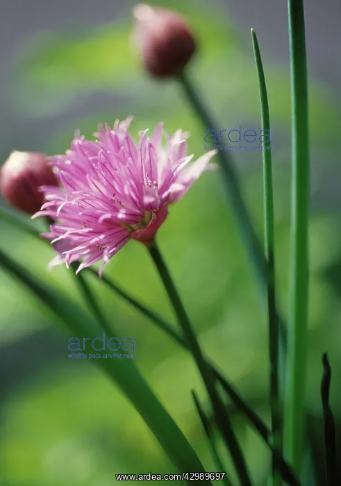 : Chive, Allium schoenoprasum : Chive, Allium schoenoprasum