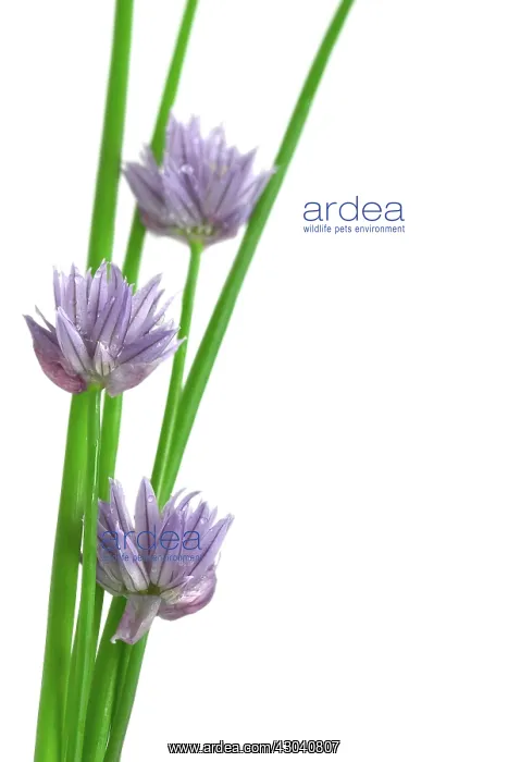 : Chive, Allium schoenoprasum : Chive, Allium schoenoprasum