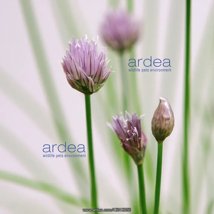 : Chive, Allium schoenoprasum : Chive, Allium schoenoprasum