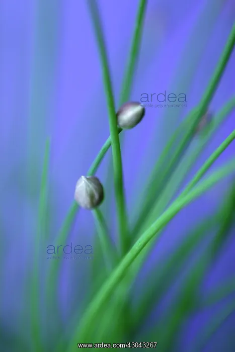: Chive, Allium schoenoprasum : Chive, Allium schoenoprasum
