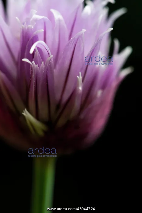 : Chive, Allium schoenoprasum : Chive, Allium schoenoprasum
