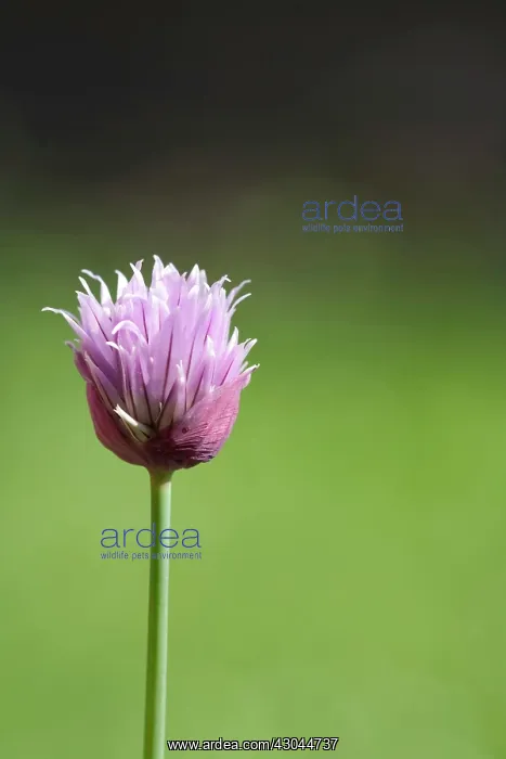 : Chive, Allium schoenoprasum : Chive, Allium schoenoprasum