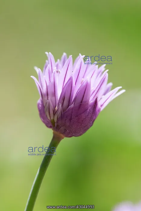 : Chive, Allium schoenoprasum : Chive, Allium schoenoprasum