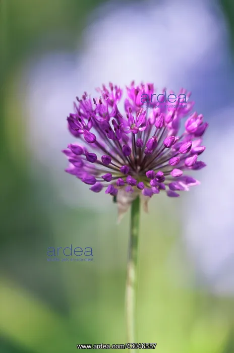 : Chive, Allium schoenoprasum : Chive, Allium schoenoprasum
