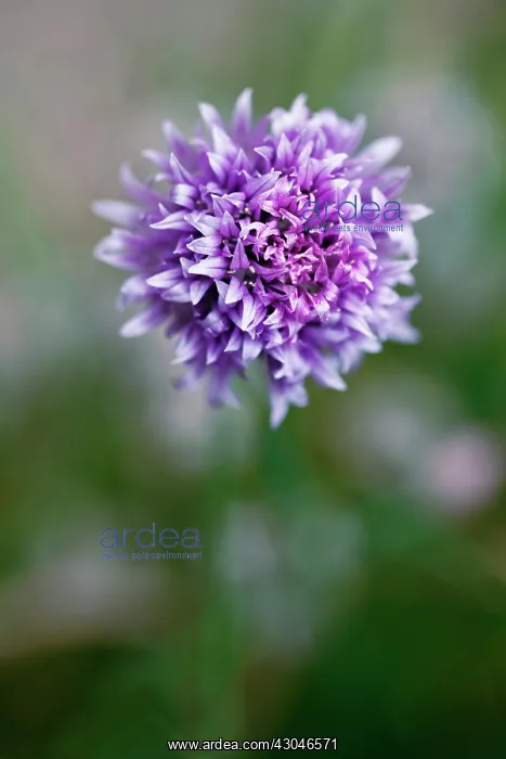 : Chive, Allium schoenoprasum : Chive, Allium schoenoprasum