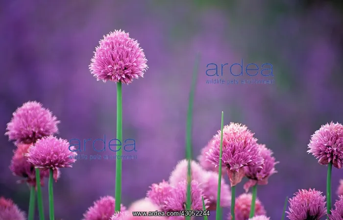 : Chive, Allium schoenoprasum : Chive, Allium schoenoprasum